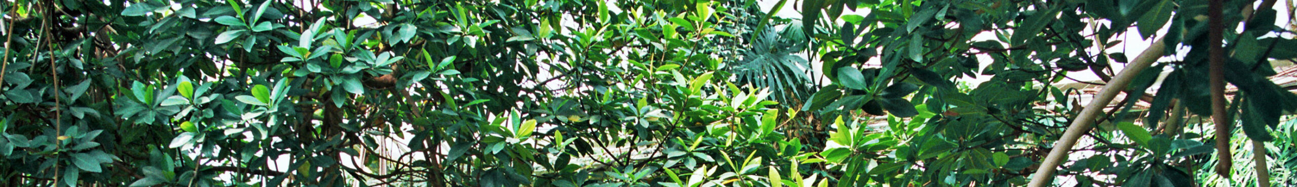 Autosave-File vom d-lab2/3 der AgfaPhoto GmbH